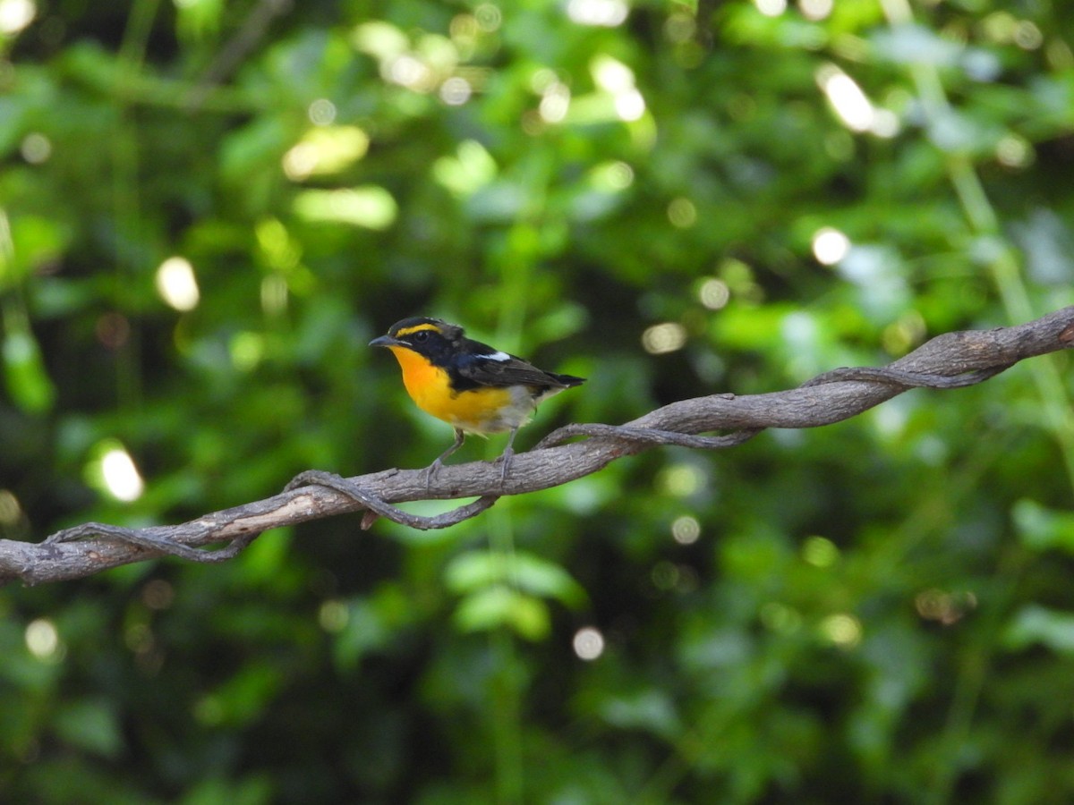 Narcissus Flycatcher - ML616717615