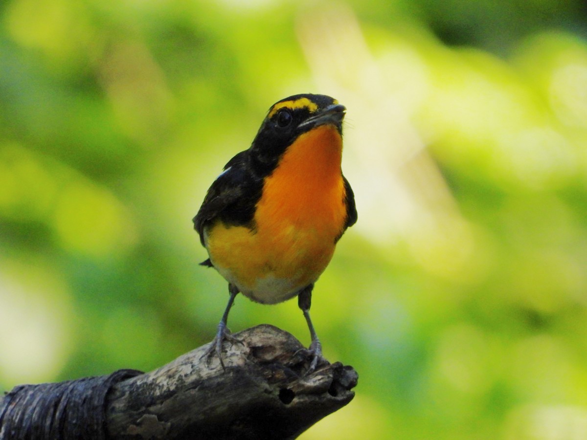 Narcissus Flycatcher - ML616717618