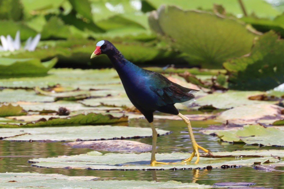 Purple Gallinule - ML616717619