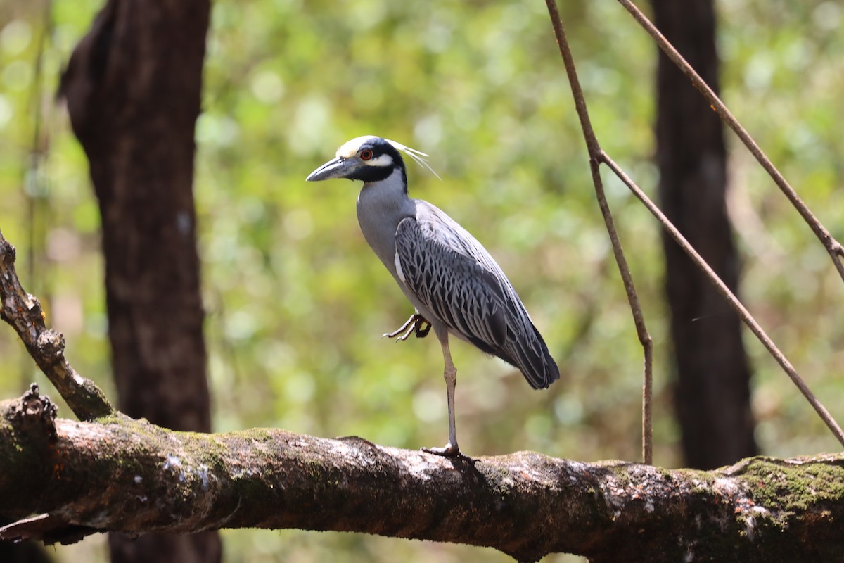 Yellow-crowned Night Heron - ML616717626