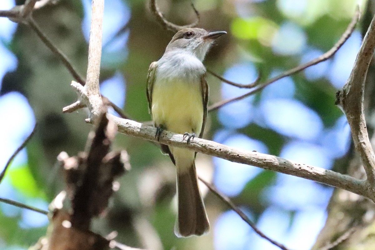 Brown-crested Flycatcher - ML616717643