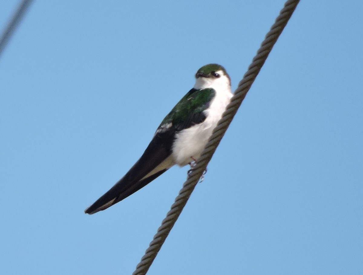 Violet-green Swallow - ML616717649