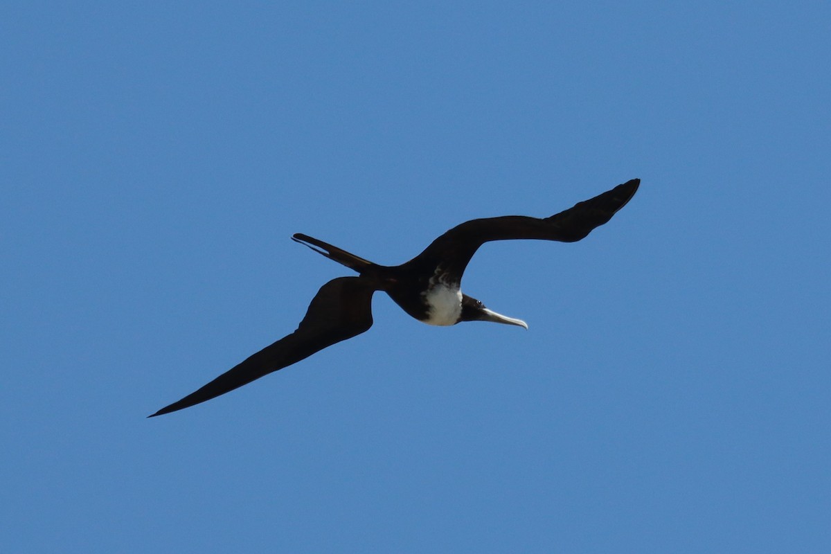 Magnificent Frigatebird - ML616717656