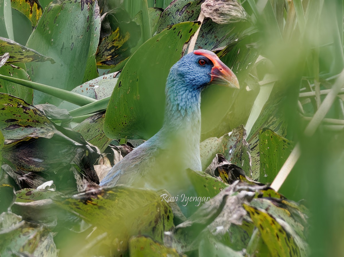 Philippine Swamphen - Ravi Iyengar