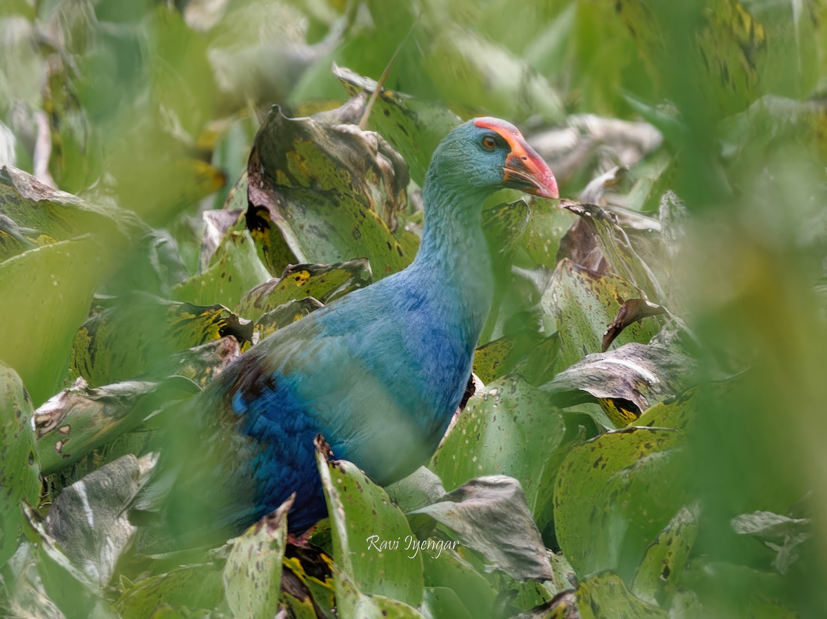 Philippine Swamphen - ML616717663