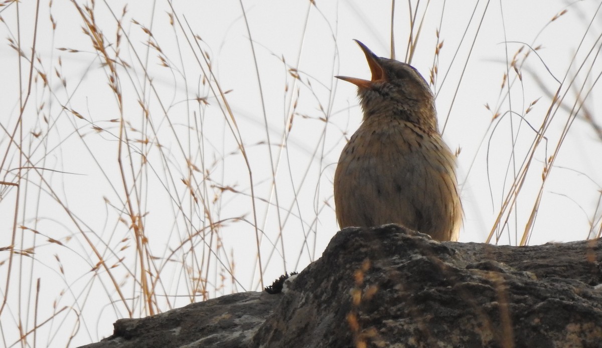 Pipit montagnard - ML616717666