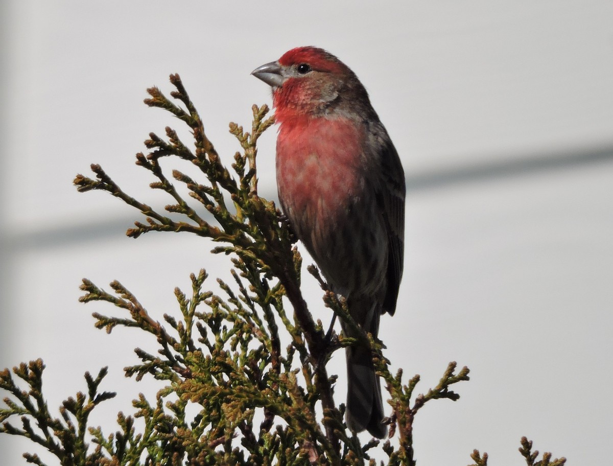 Purple Finch - ML616717667