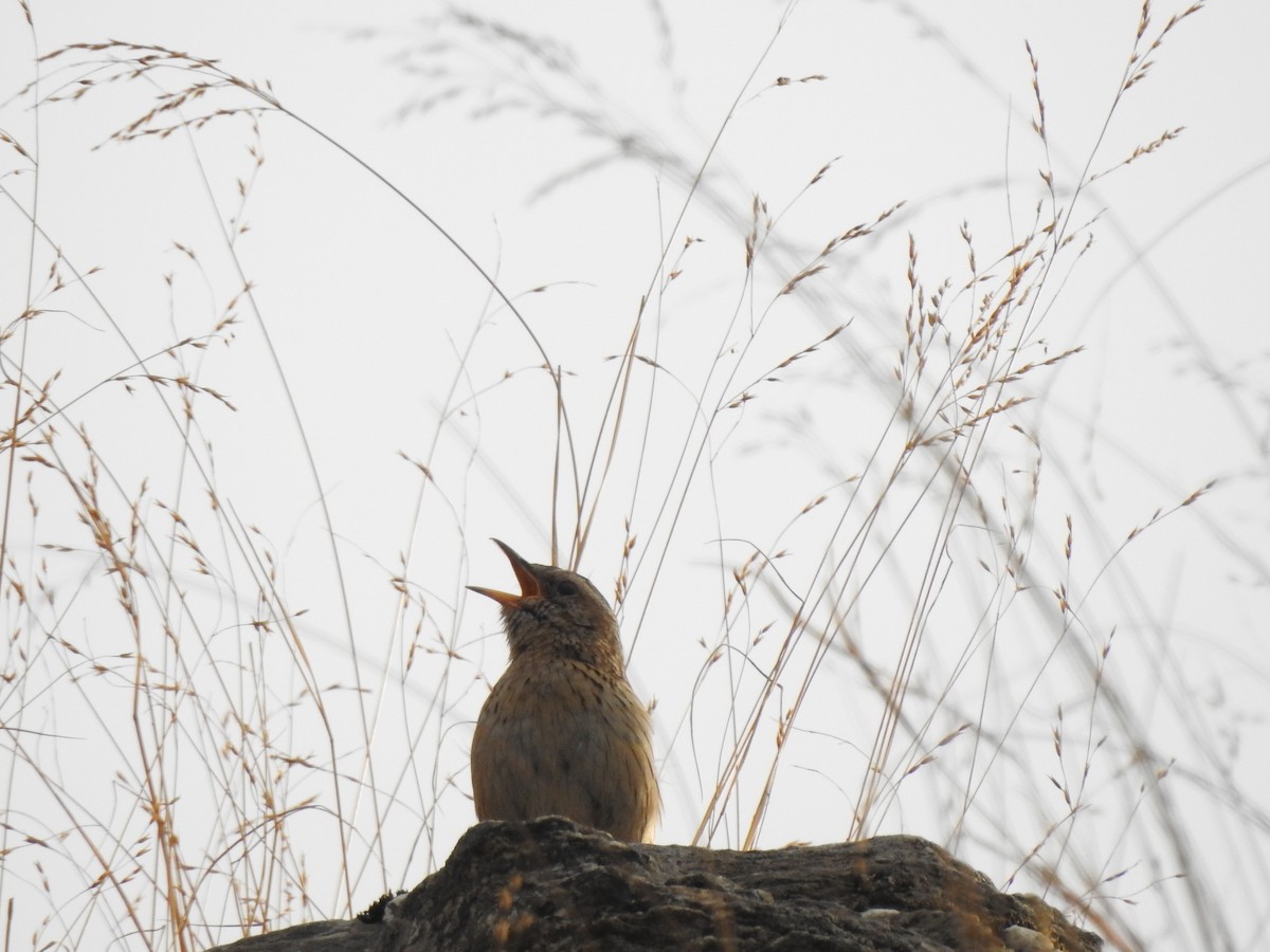 Upland Pipit - ML616717668