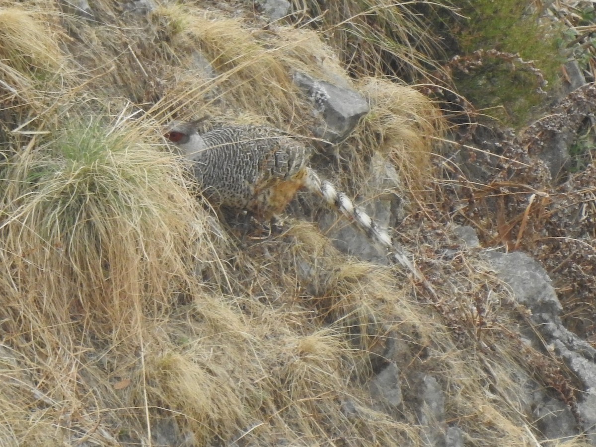 Cheer Pheasant - ML616717676