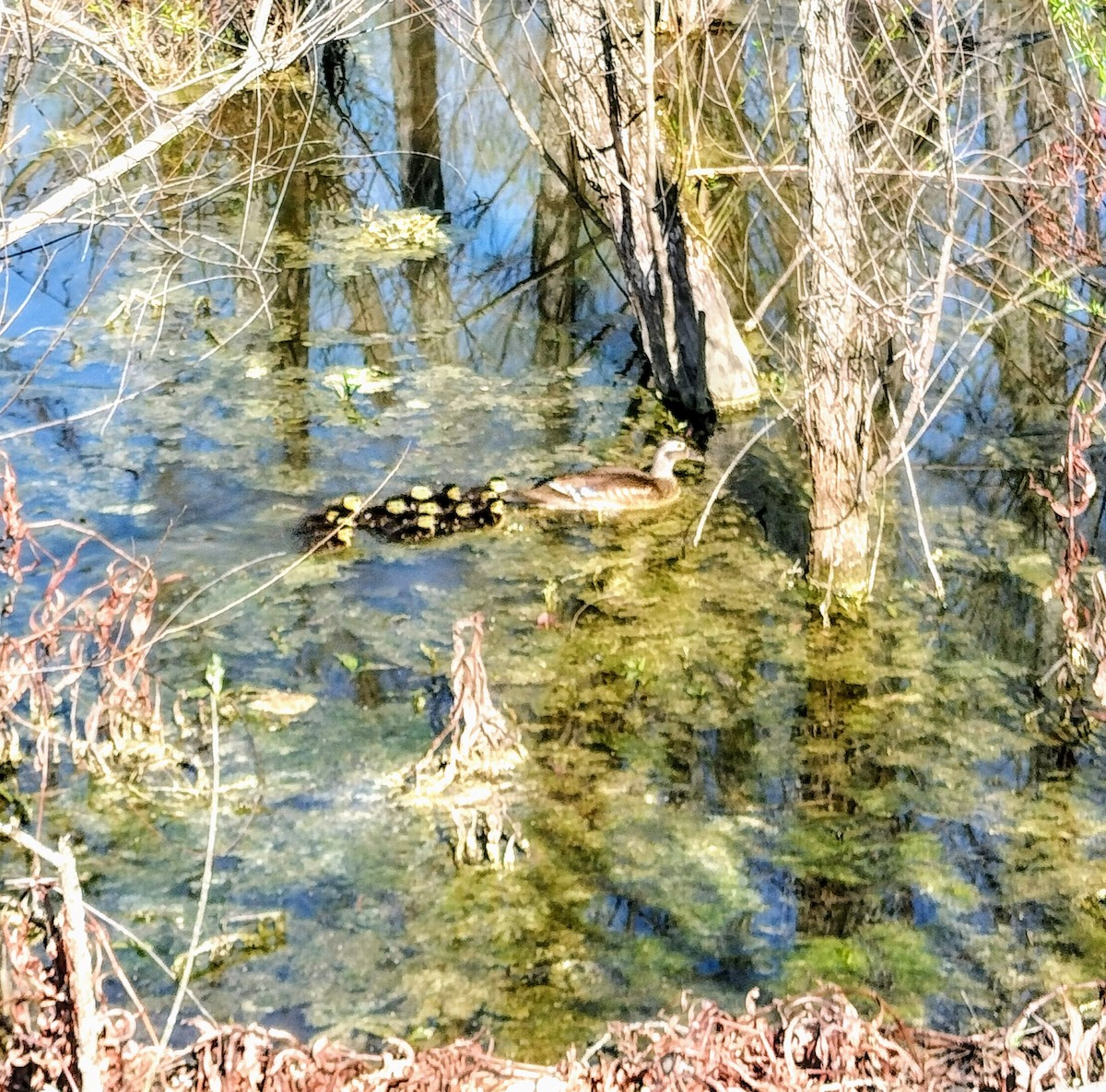 Wood Duck - ML616717678