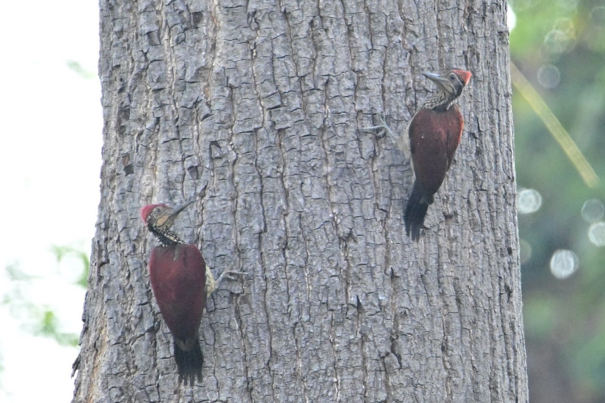 Luzon Flameback - John Dumlao