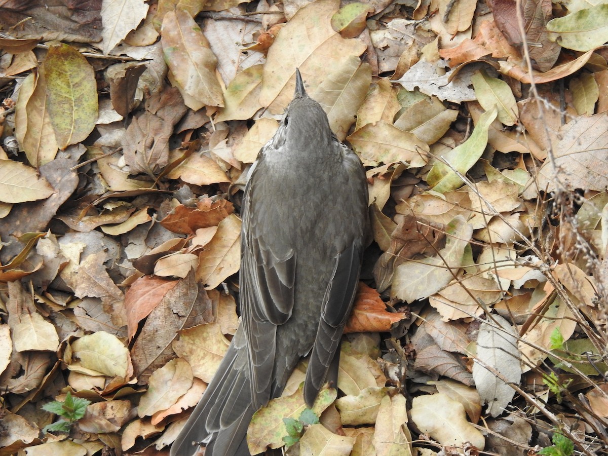 Mistle Thrush - ML616717699