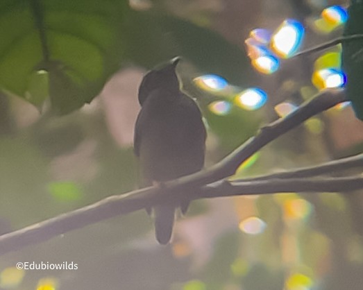 Blue-backed Manakin - Carlos Eduardo