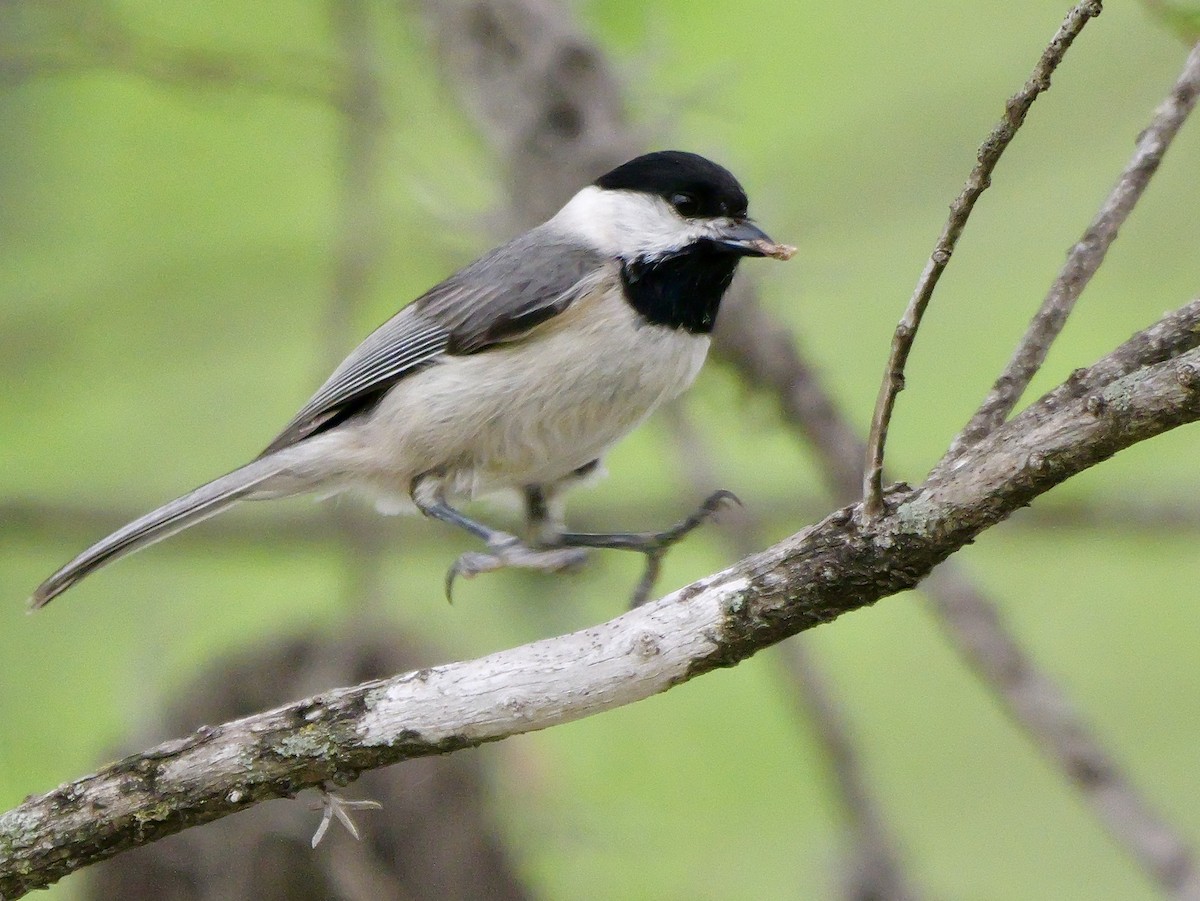 Carolina Chickadee - ML616717773