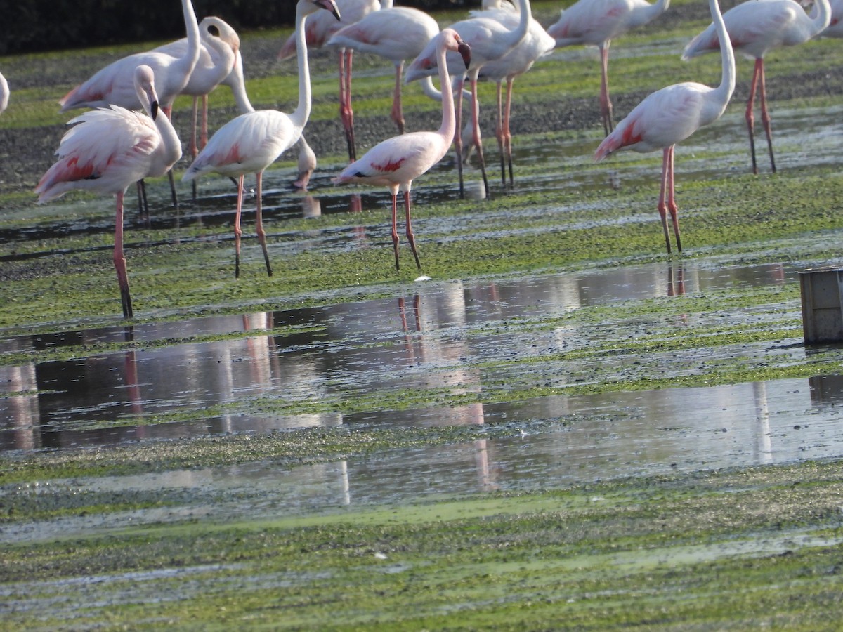 Lesser Flamingo - ML616717790