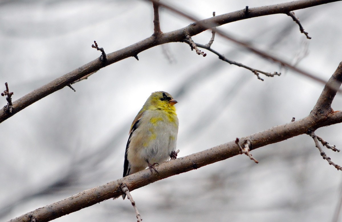 American Goldfinch - ML616717879