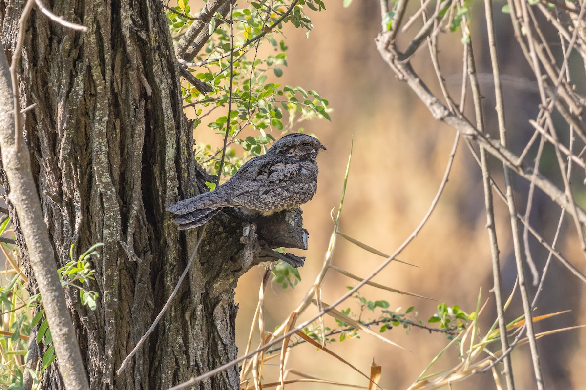 Jungle Nightjar - ML616717892