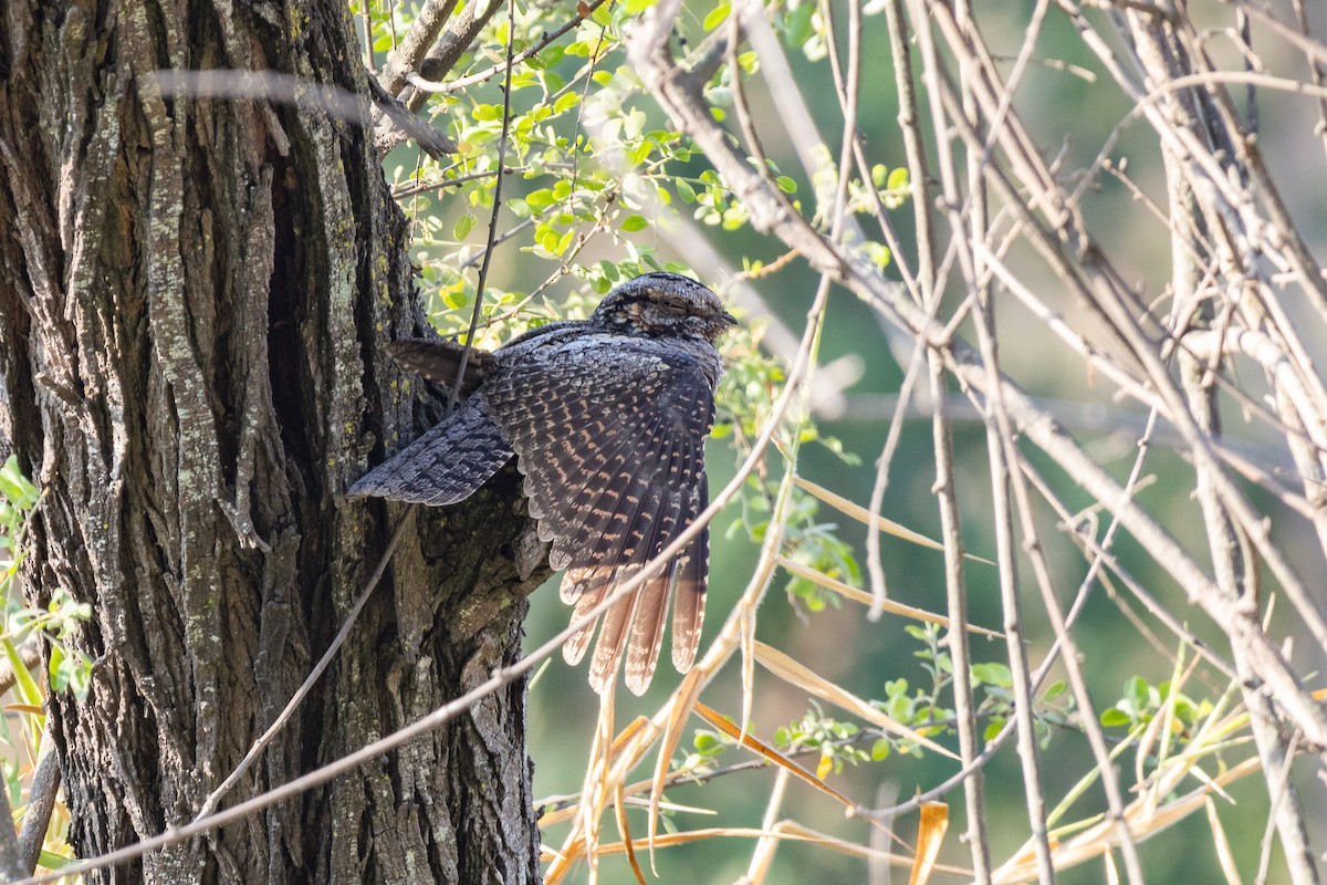 Jungle Nightjar - Anand T