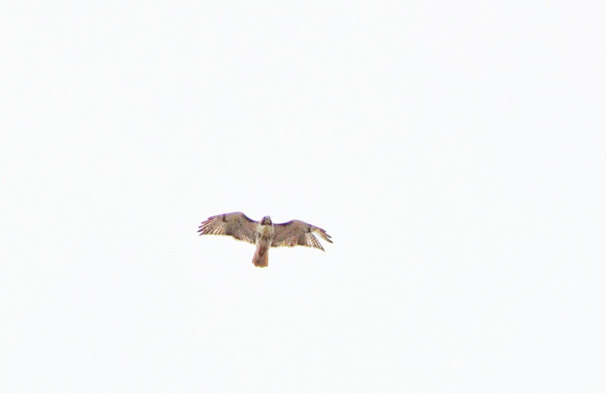 Red-tailed Hawk - ML616717925