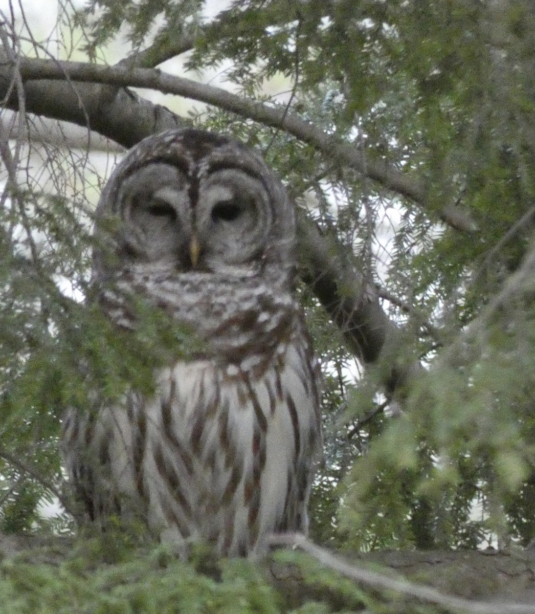 Barred Owl - Kristin Diekmeyer