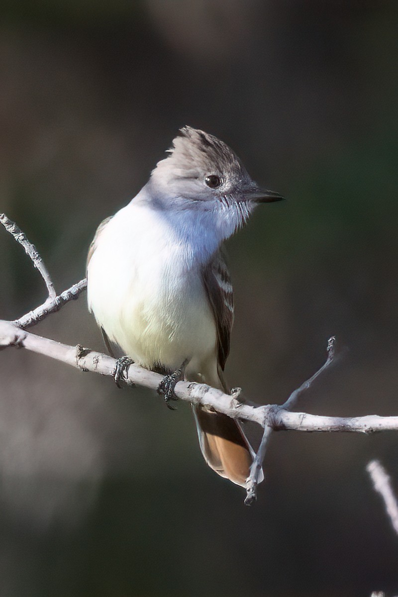 Ash-throated Flycatcher - ML616718012