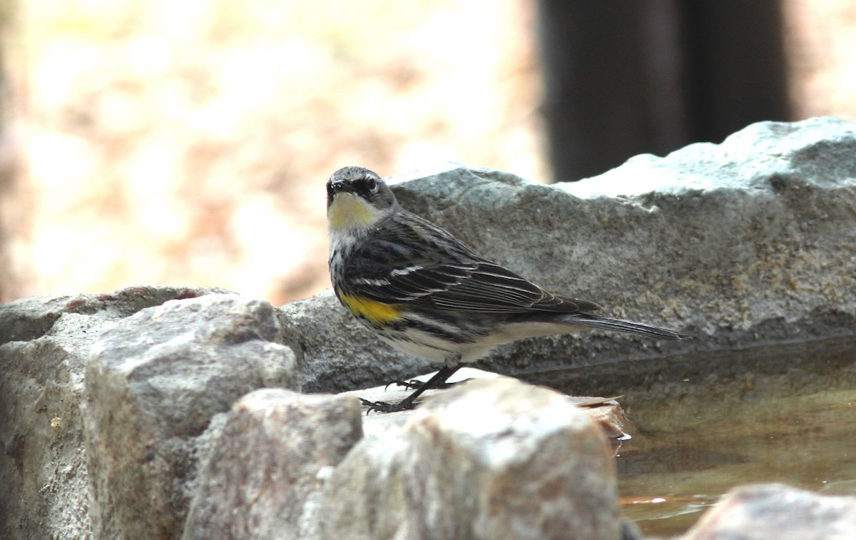 Yellow-rumped Warbler (Myrtle) - Ken Tracey