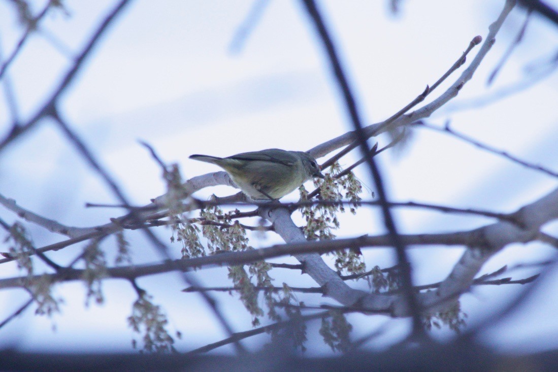 Orange-crowned Warbler - ML616718030