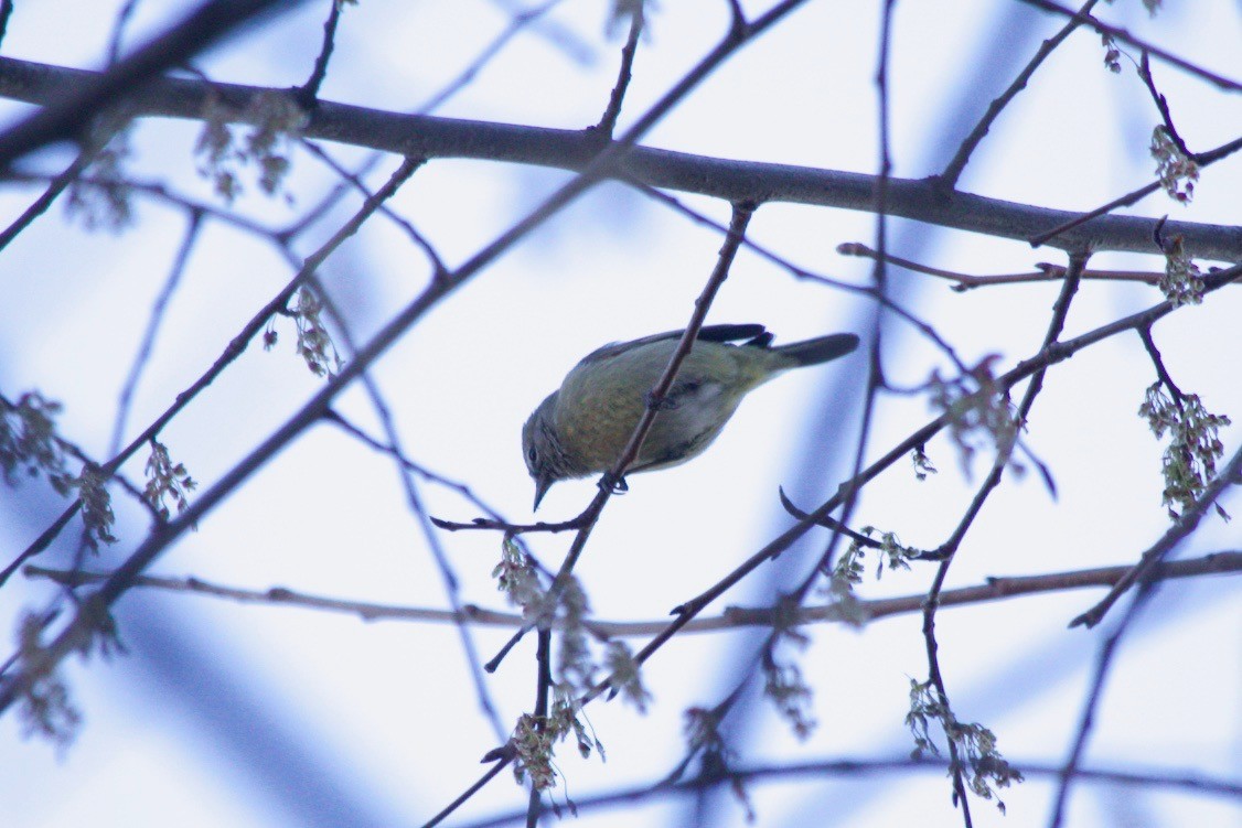 Orange-crowned Warbler - Loyan Beausoleil