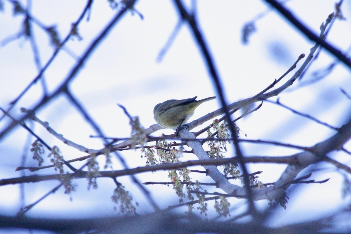 Orange-crowned Warbler - ML616718032