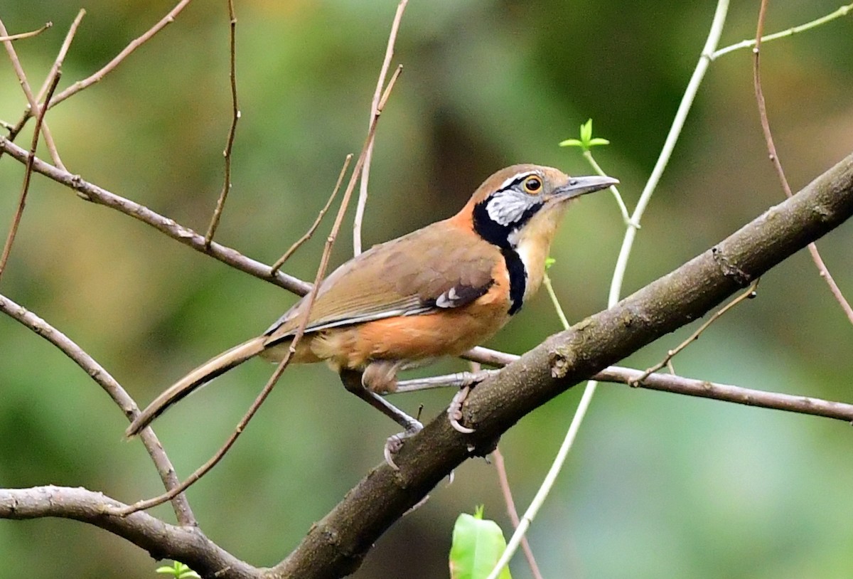 Greater Necklaced Laughingthrush - ML616718077