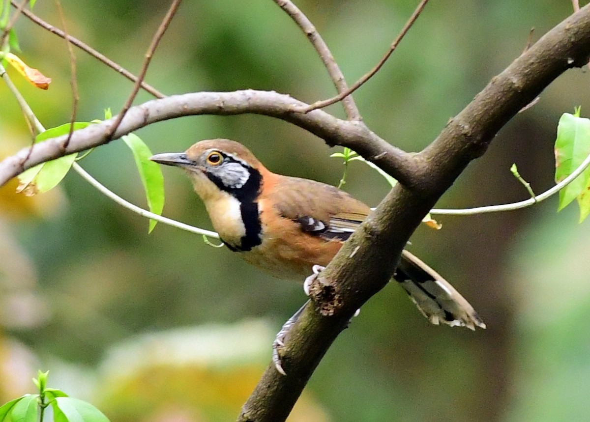 Greater Necklaced Laughingthrush - Ajoy Kumar Dawn