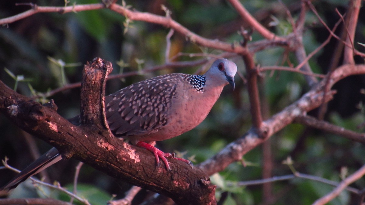 珠頸斑鳩 - ML616718125