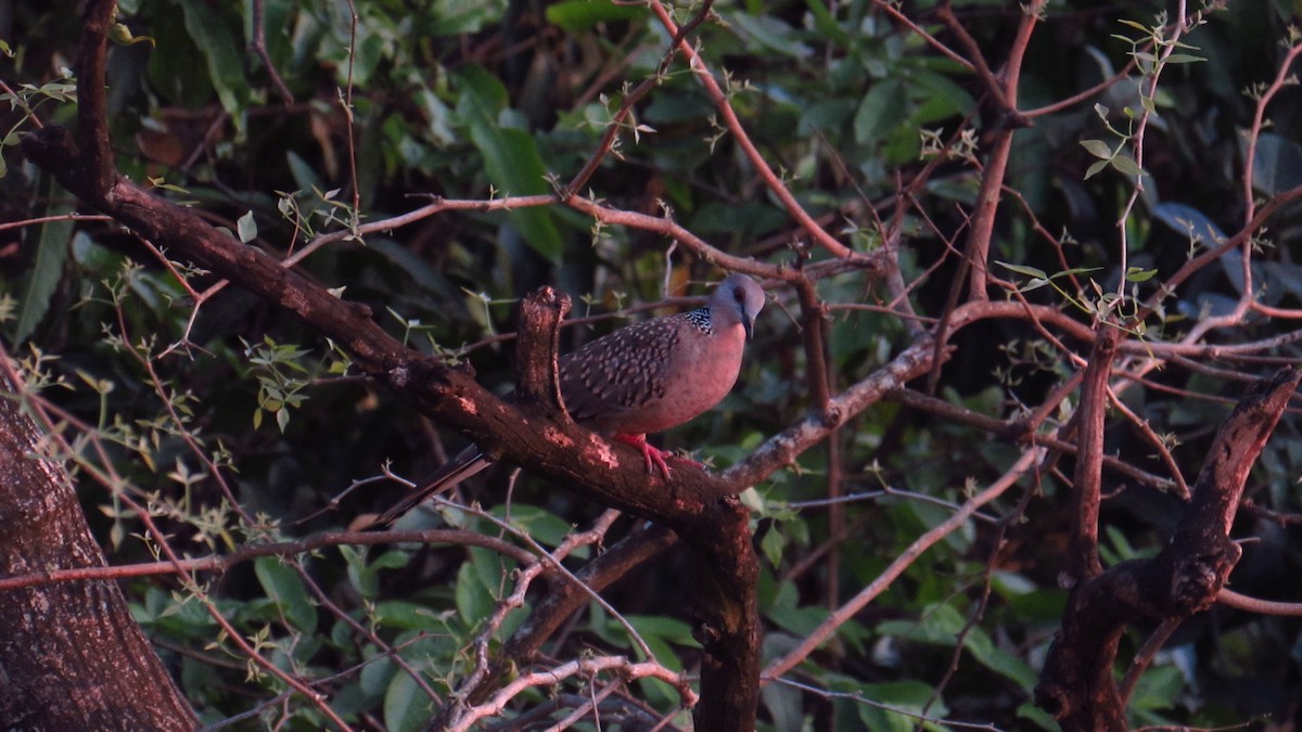 珠頸斑鳩 - ML616718126