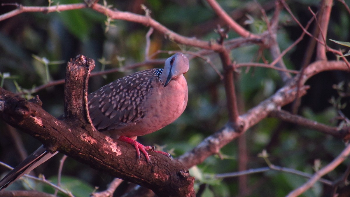 珠頸斑鳩 - ML616718127