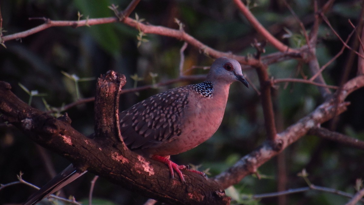 珠頸斑鳩 - ML616718128