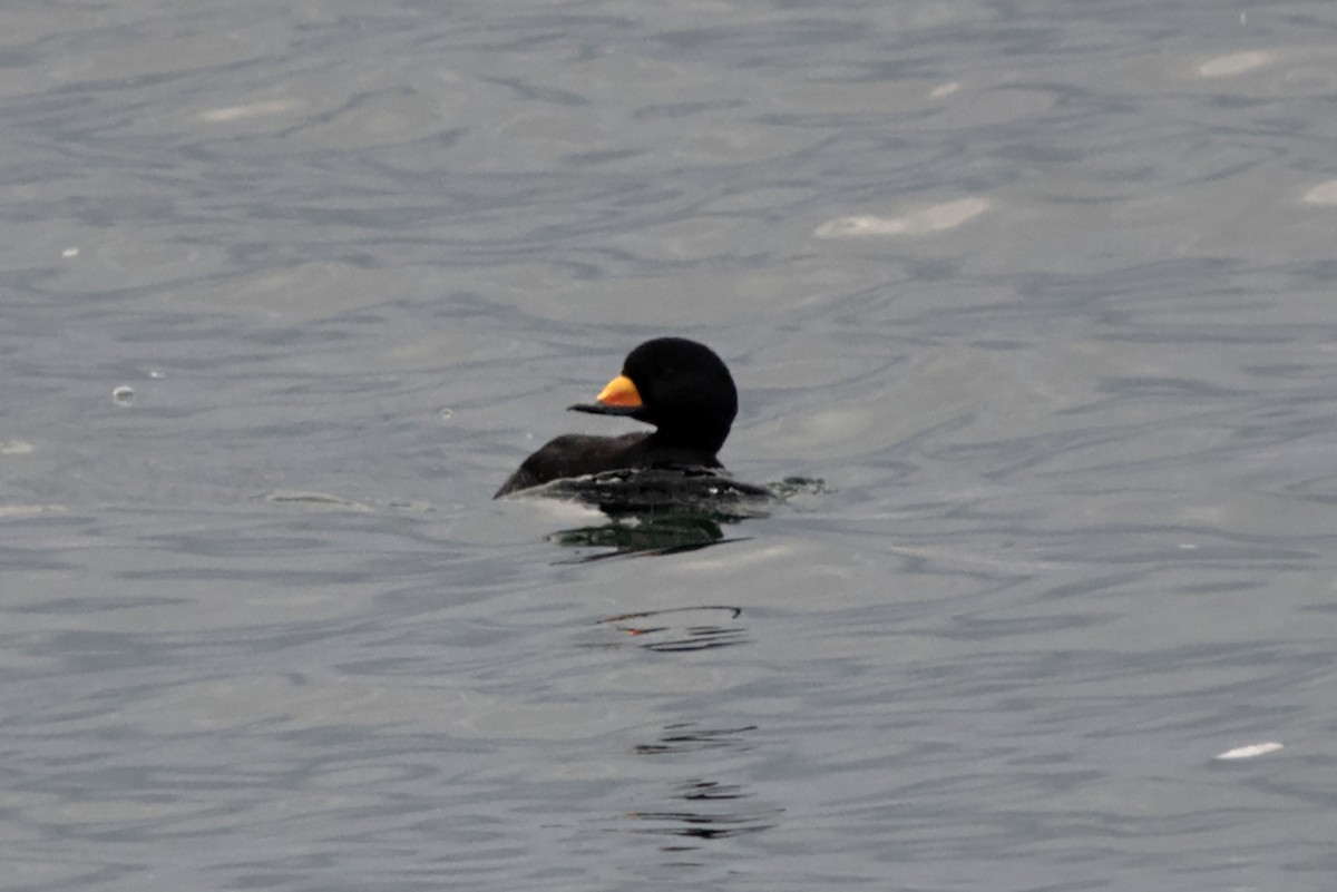 Black Scoter - ML616718157