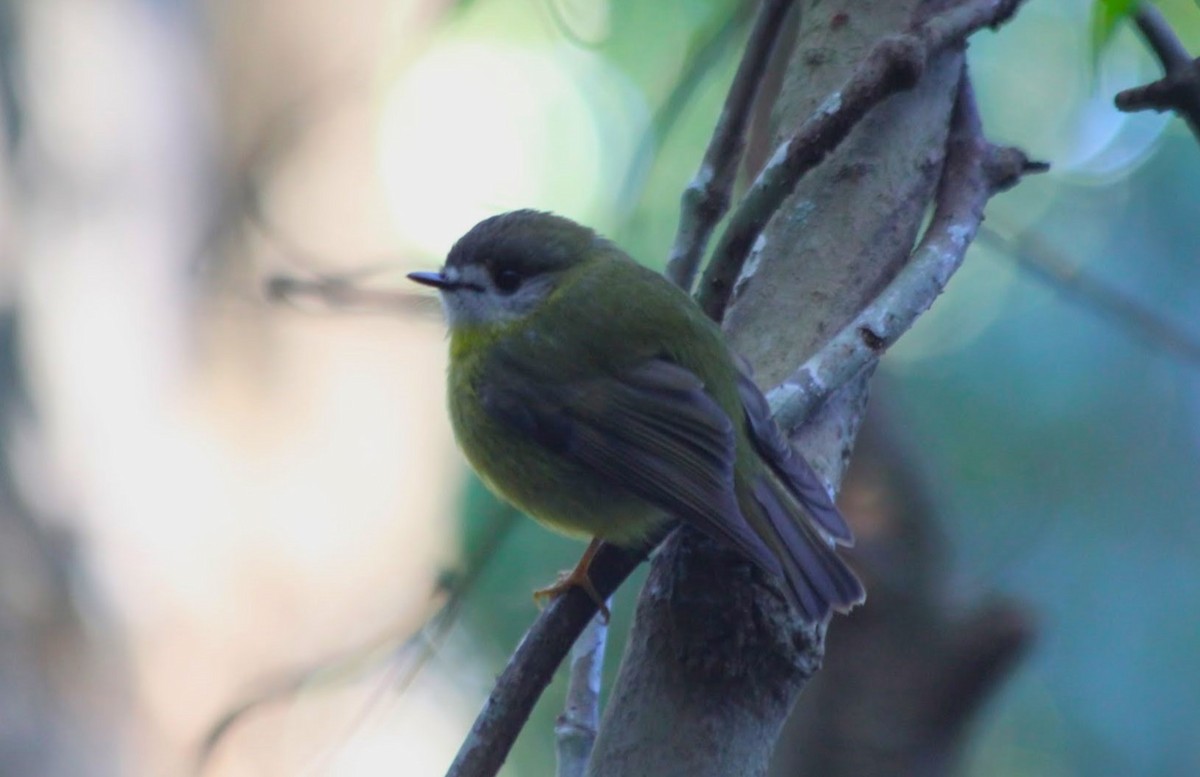 Pale-yellow Robin - ML616718199