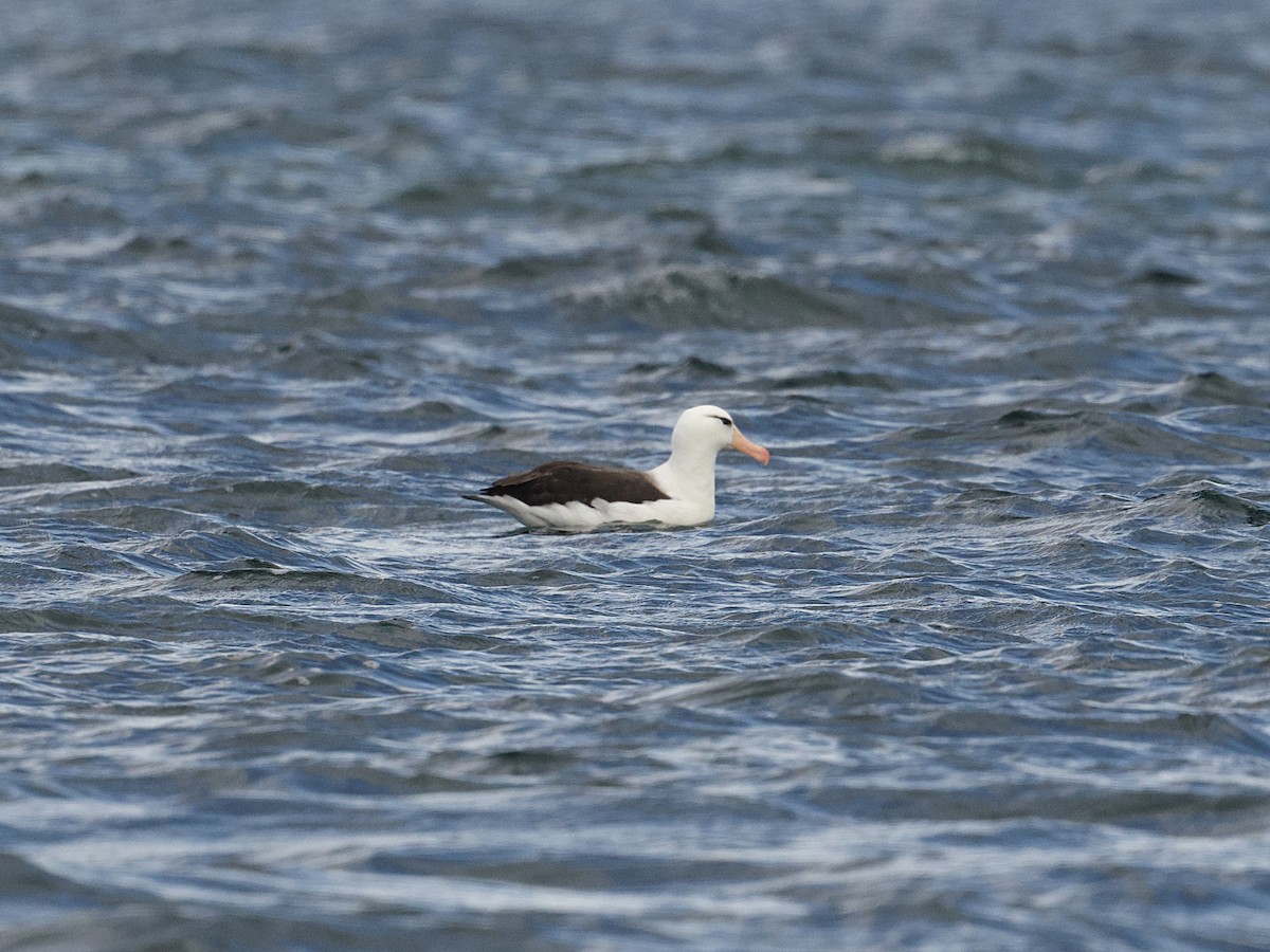 albatros černobrvý - ML616718207