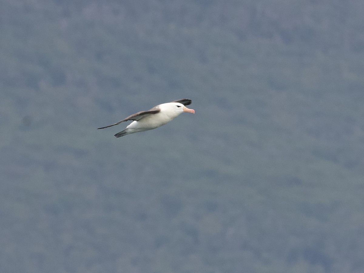 albatros černobrvý - ML616718208