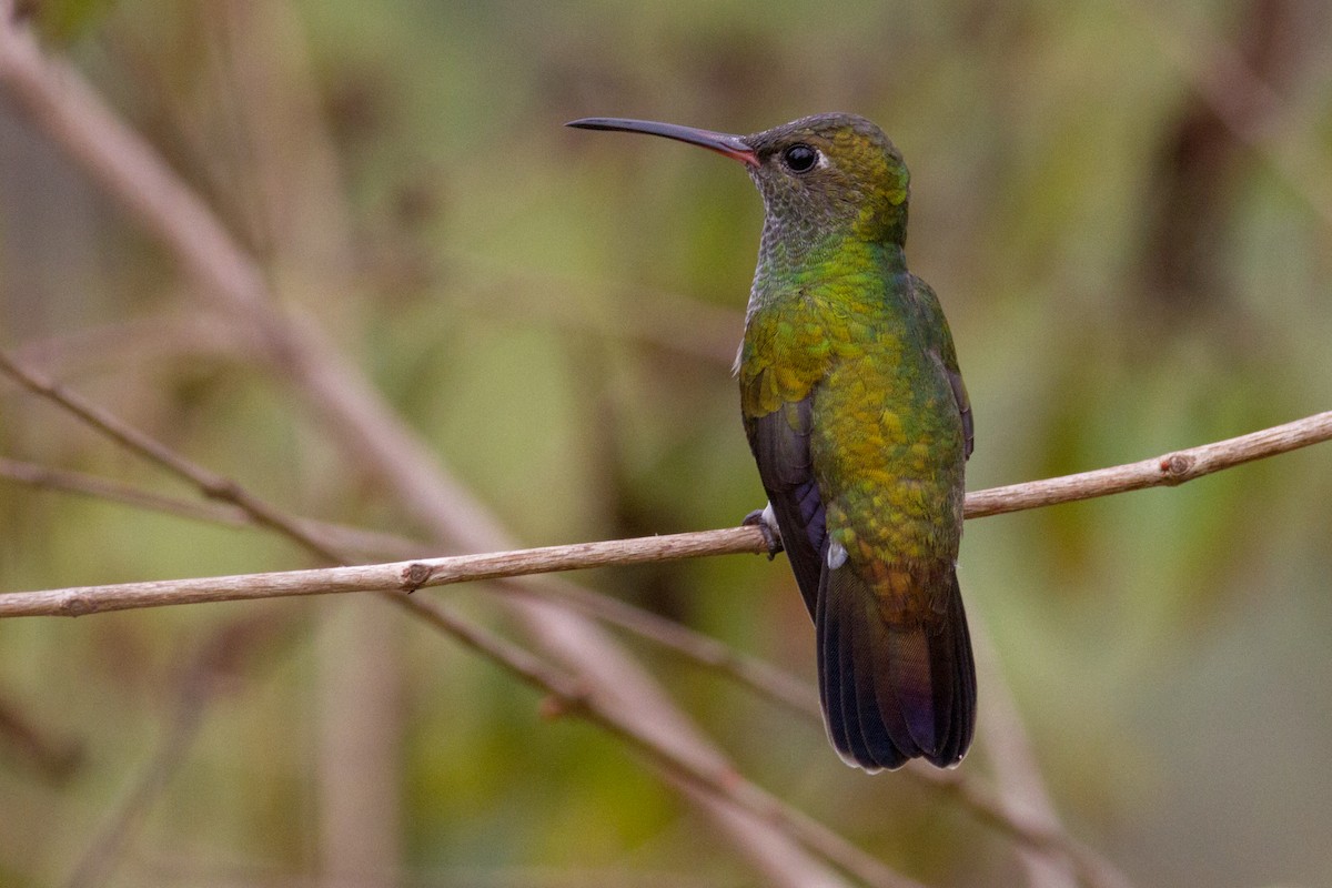 Glittering-throated Emerald - ML616718226