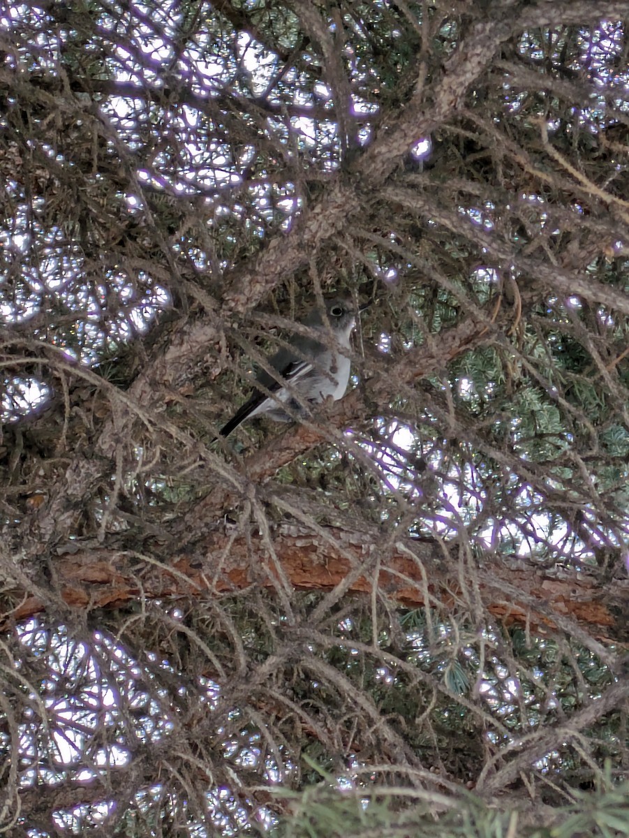Townsend's Solitaire - ML616718229