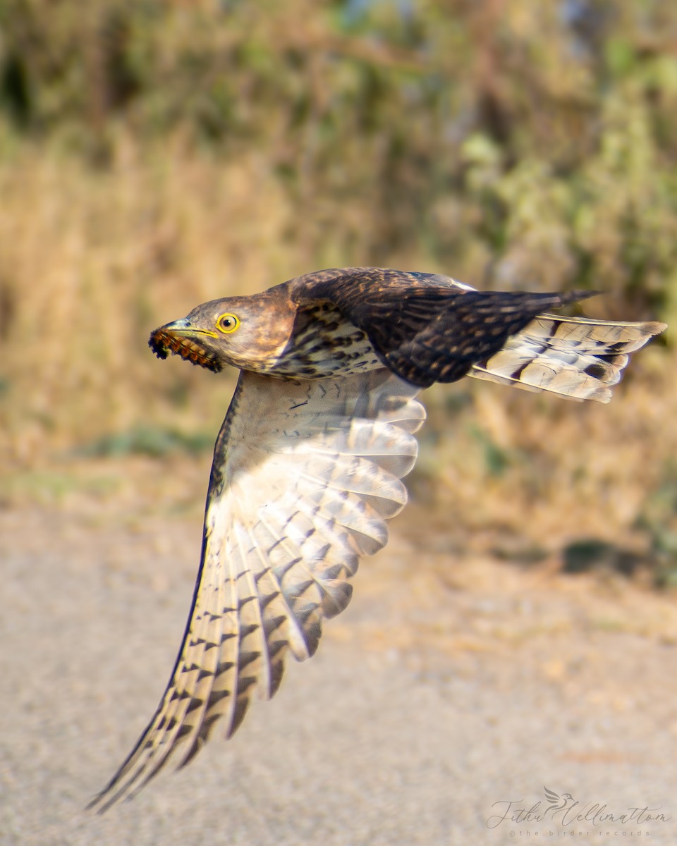 Common Hawk-Cuckoo - ML616718259
