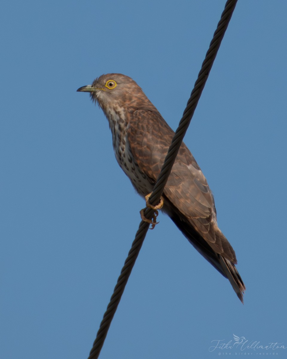 Common Hawk-Cuckoo - ML616718260