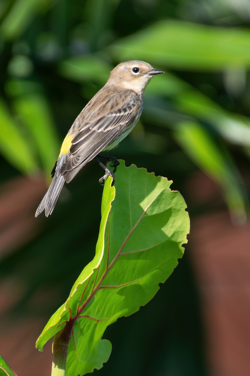 Yellow-rumped Warbler - ML616718261