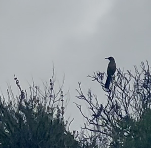 California Thrasher - Chris Roberts