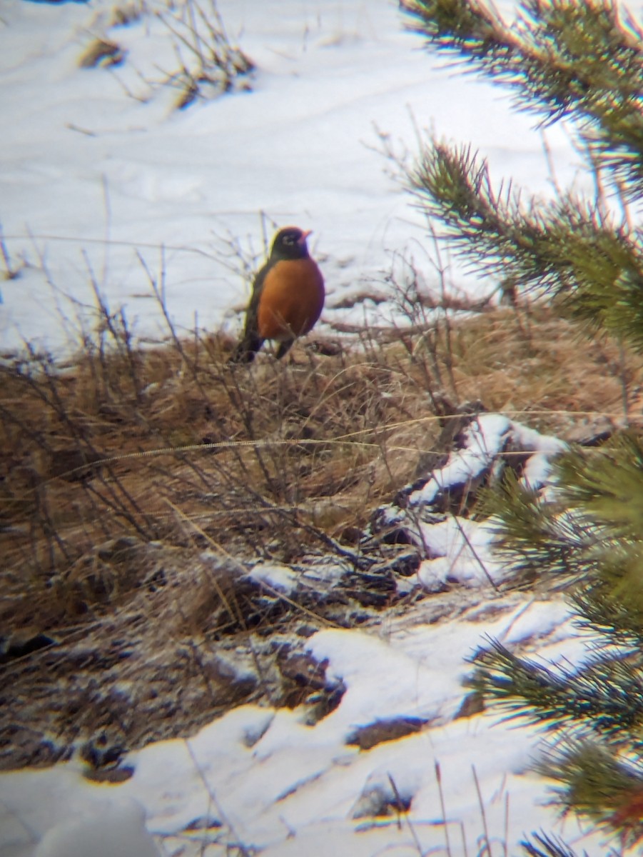 American Robin - ML616718319