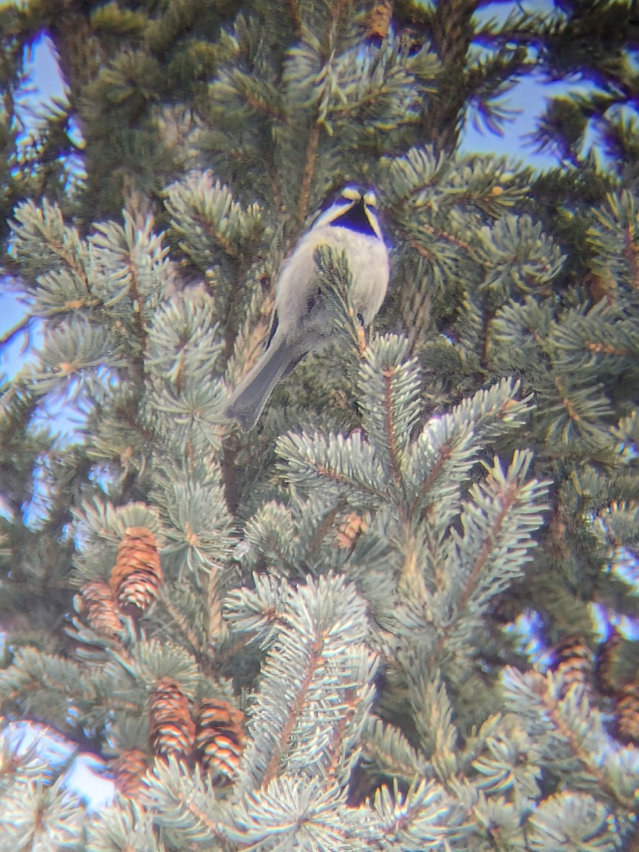 Mountain Chickadee - ML616718327