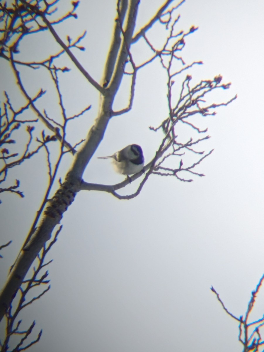 Mountain Chickadee - ML616718331