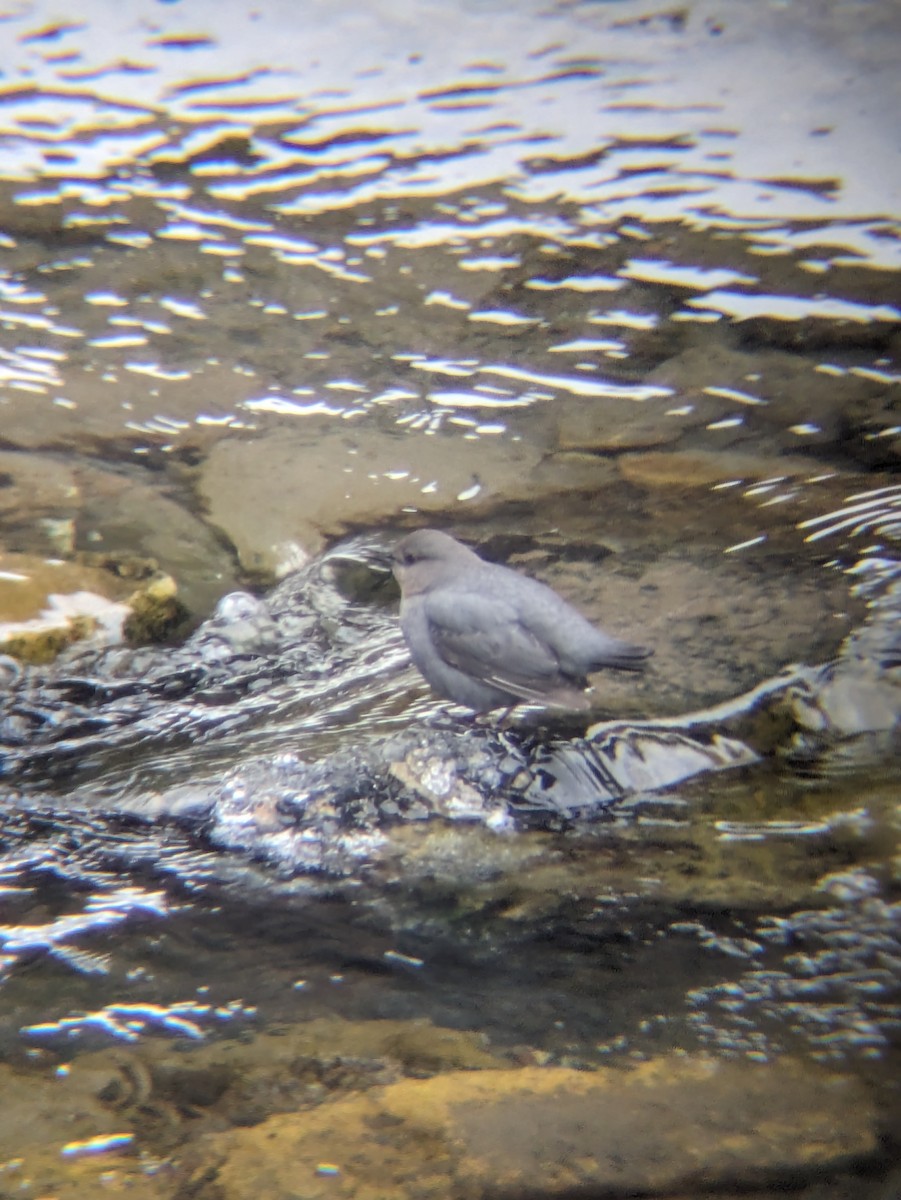 American Dipper - ML616718333