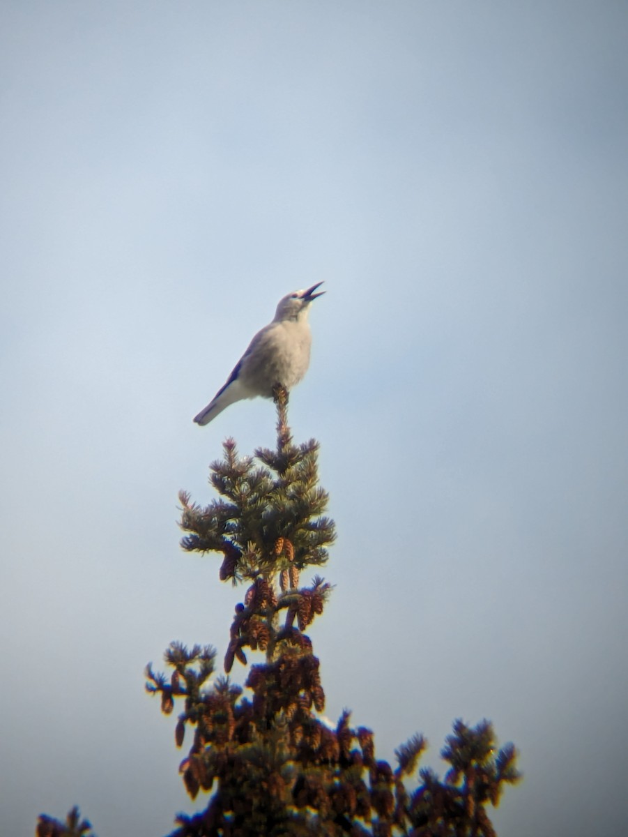 Clark's Nutcracker - ML616718337